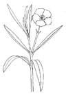Coloring pages oleander flower