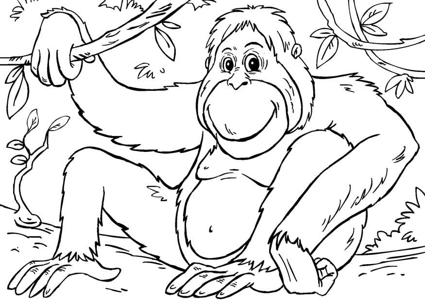 Coloring page orangutan