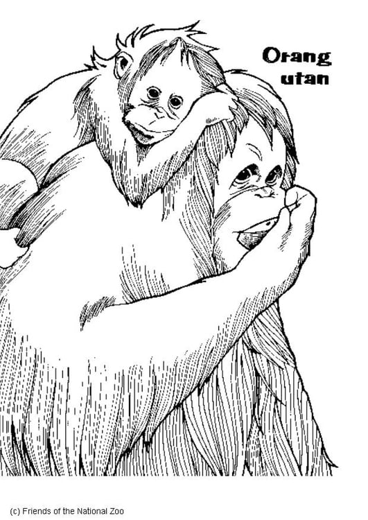 Coloring page orangutan