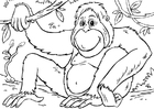 Coloring pages orangutan