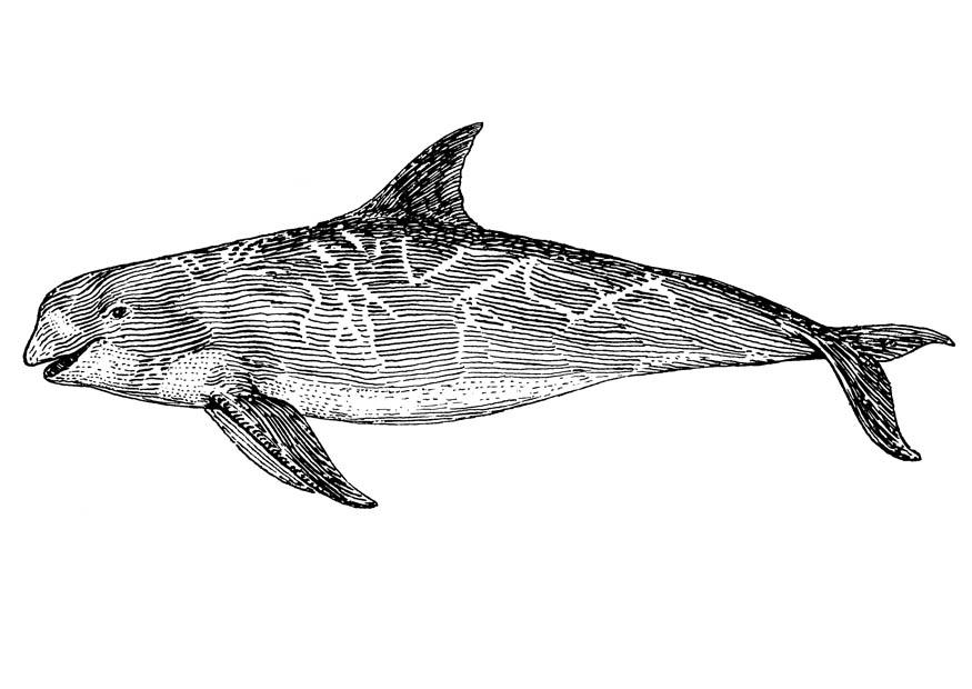 Coloring page orca