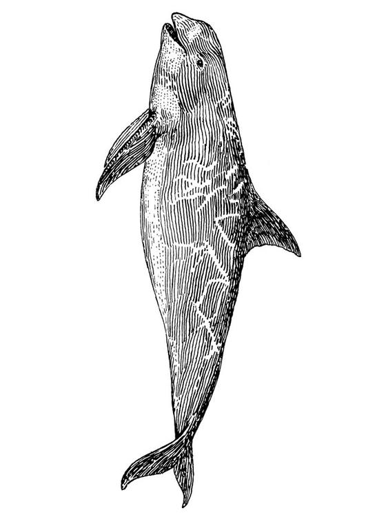 orca