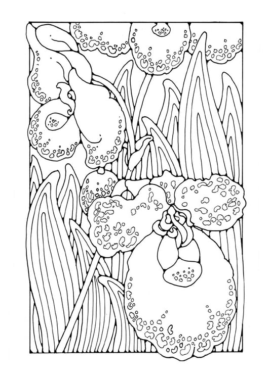 Coloring page orchid