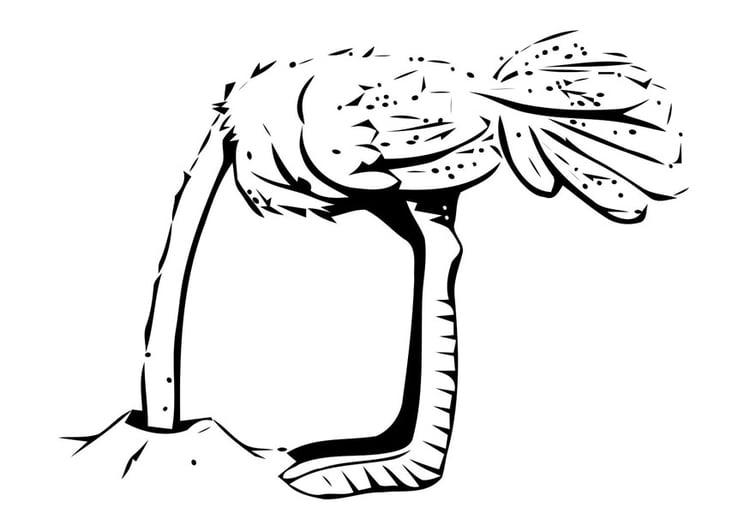 Coloring page ostrich with head burried in sand