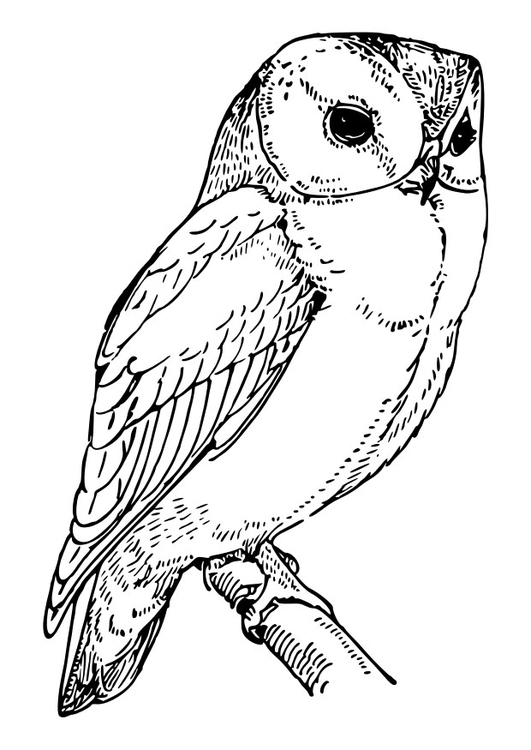 Coloring page owl