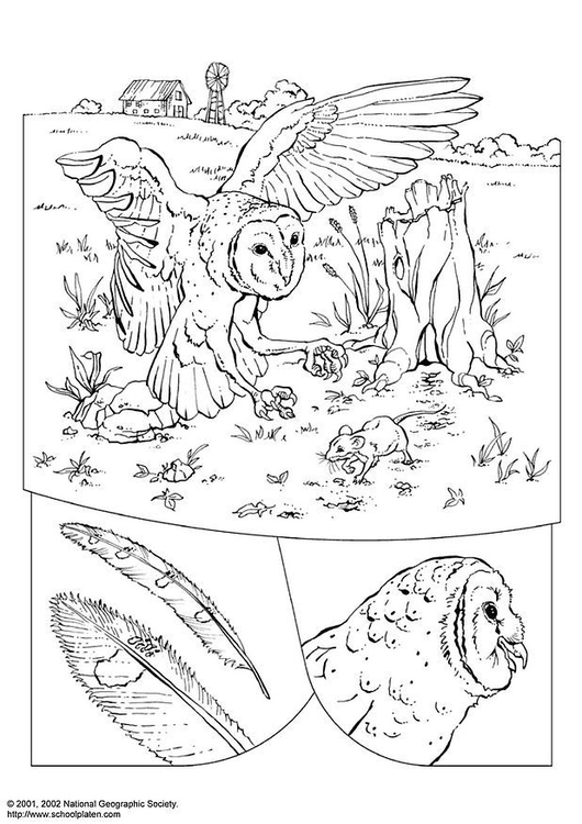 Coloring page owl