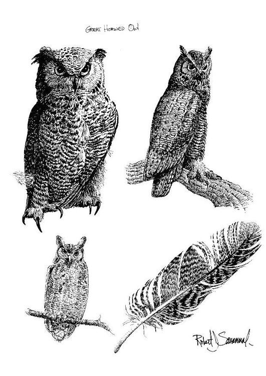 owl