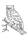 Coloring page owl