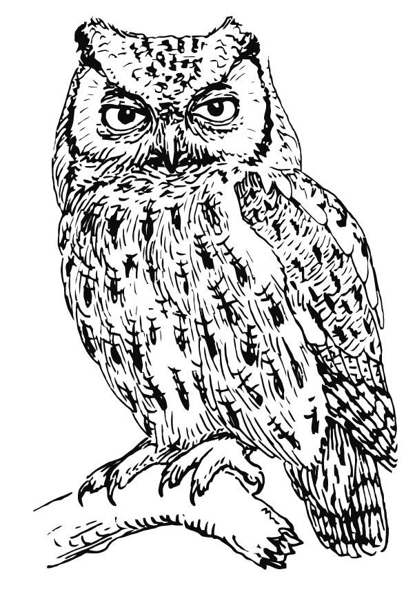Coloring page owl - screech owl