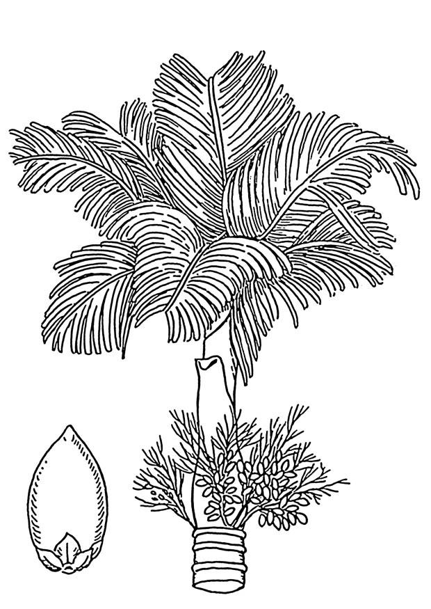Coloring page palm - areca palm and areca nut