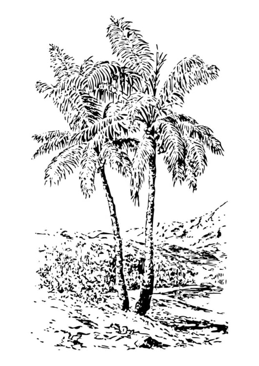 Coloring page palm tree