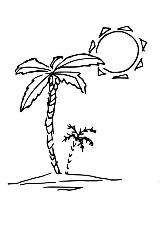 palm tree