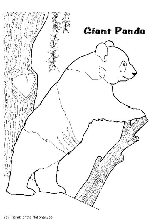 Coloring page panda bear