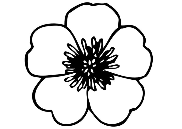 Coloring page pansy