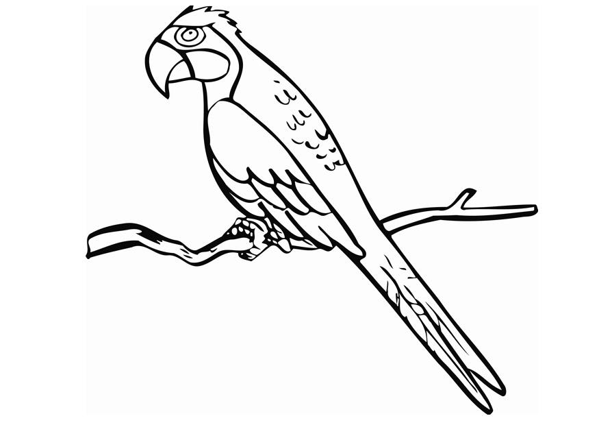 Coloring page parrot