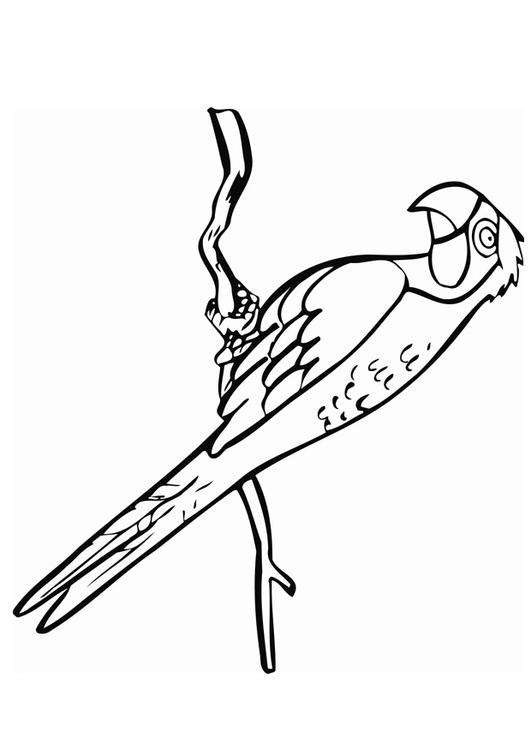 parrot