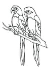 Coloring page parrot