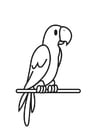 Coloring pages Parrot