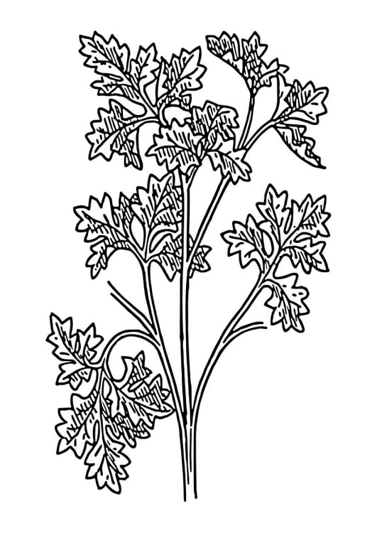 Coloring page parsley