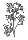 Coloring pages parsley
