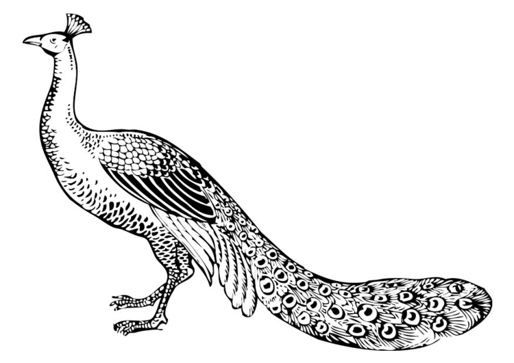 Coloring page Peacock