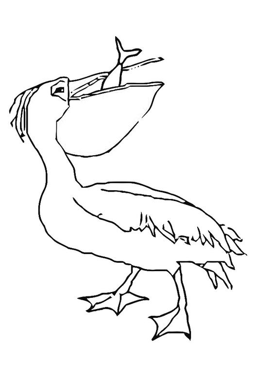 pelican eats fish