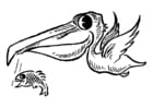 Coloring page pelican with fish