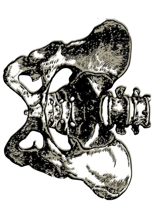 pelvis