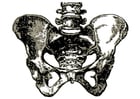 Coloring page pelvis