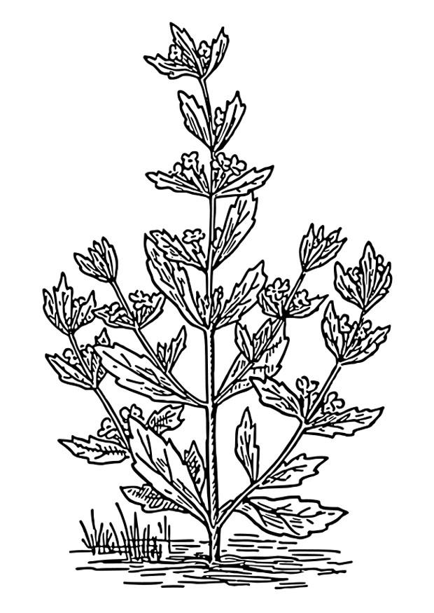 Coloring page pennyroyal