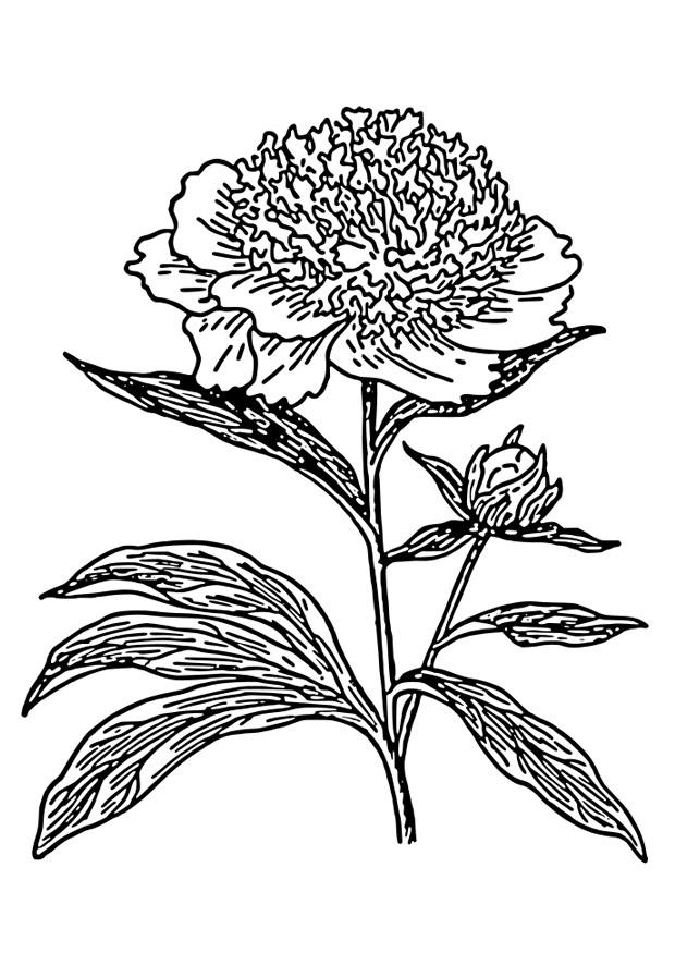 Coloring page peony