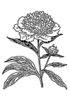 Coloring pages peony