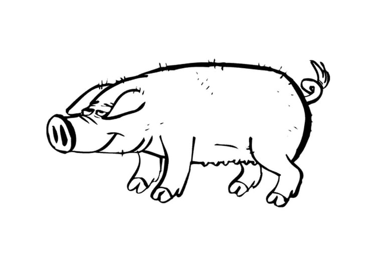 Coloring page pig