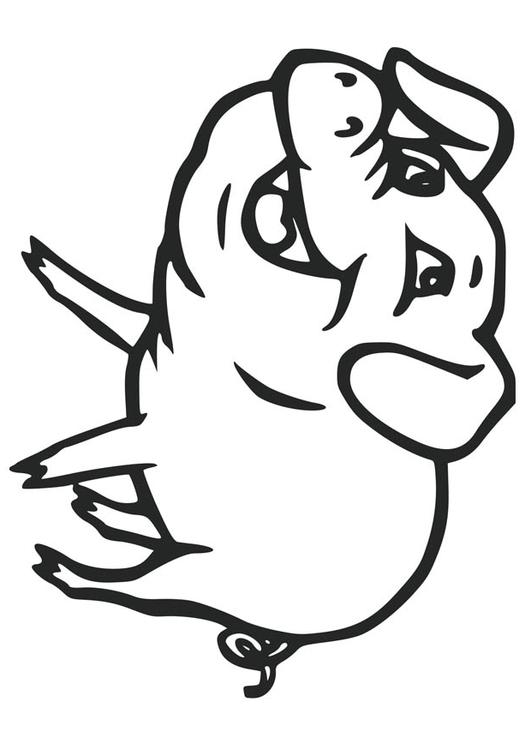 pig