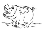 Coloring page pig