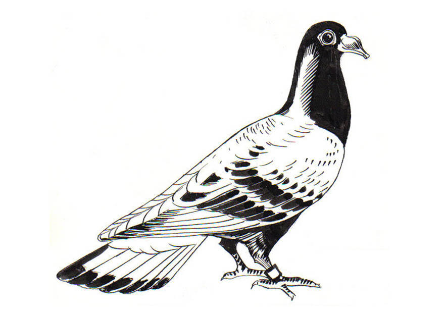 Coloring page pigeon - carrier pigeon