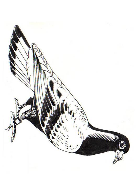 pigeon - carrier pigeon