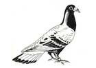 pigeon - carrier pigeon
