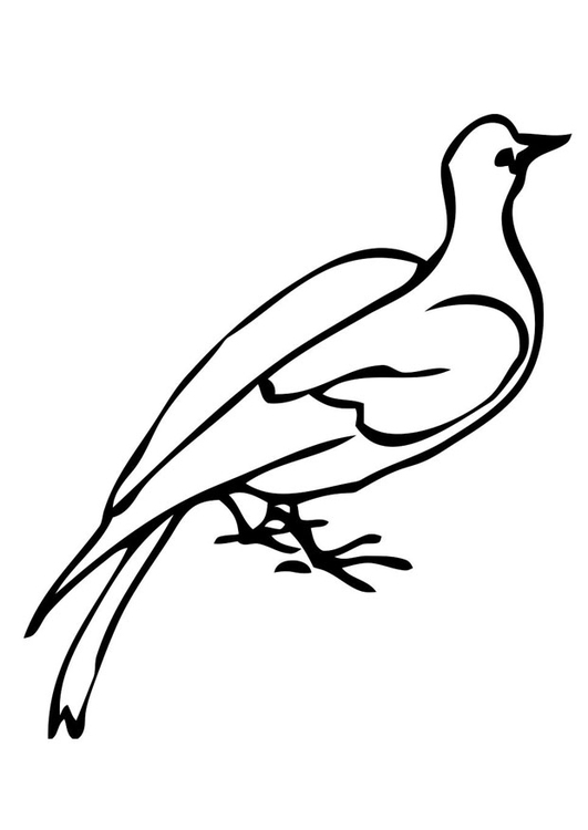 Coloring page pigeon