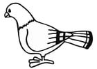 Coloring page pigeon