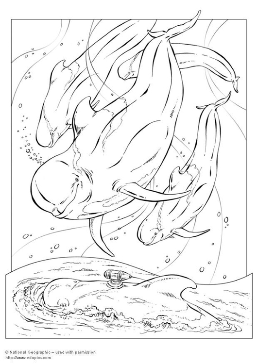 Coloring page pilot whale