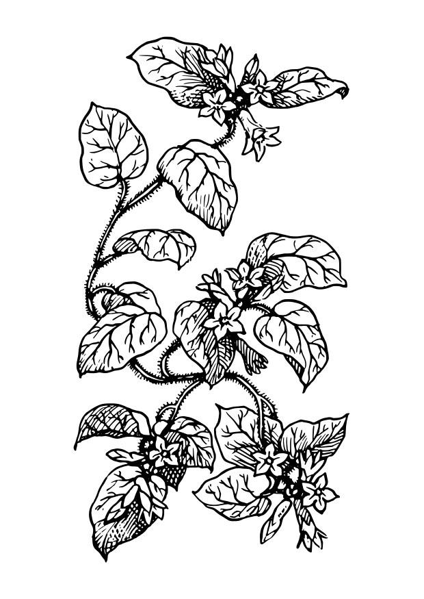 Coloring page plant
