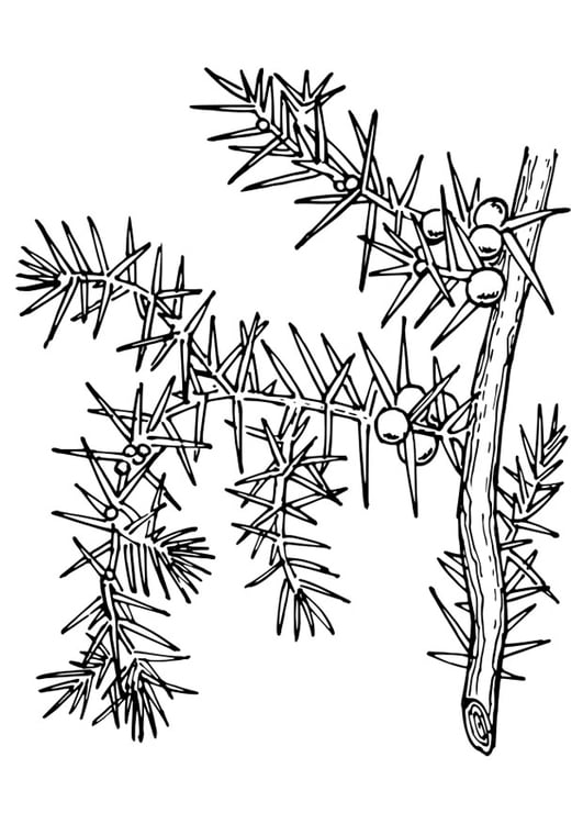 Coloring page plant