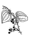 Coloring pages plant