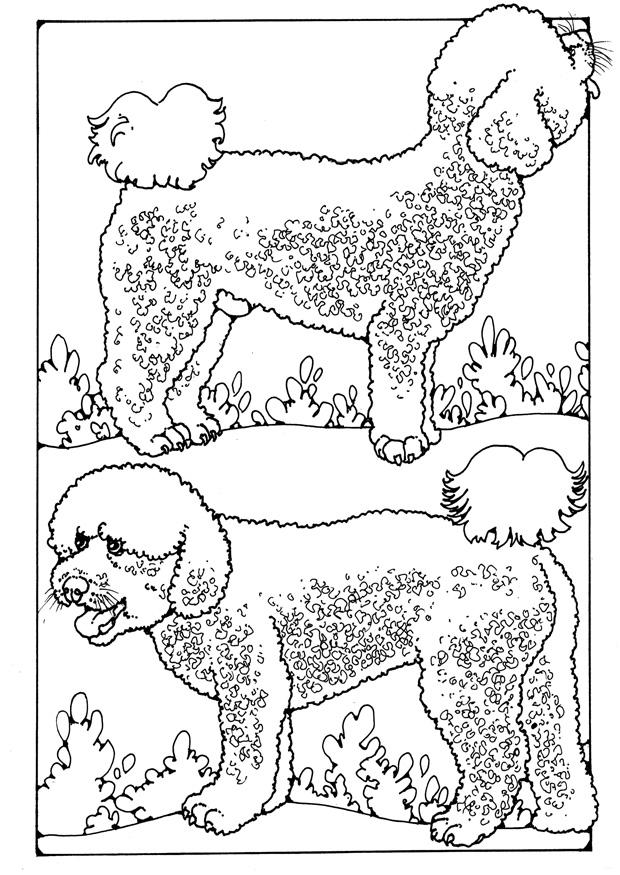 Coloring Page poodles - free printable coloring pages