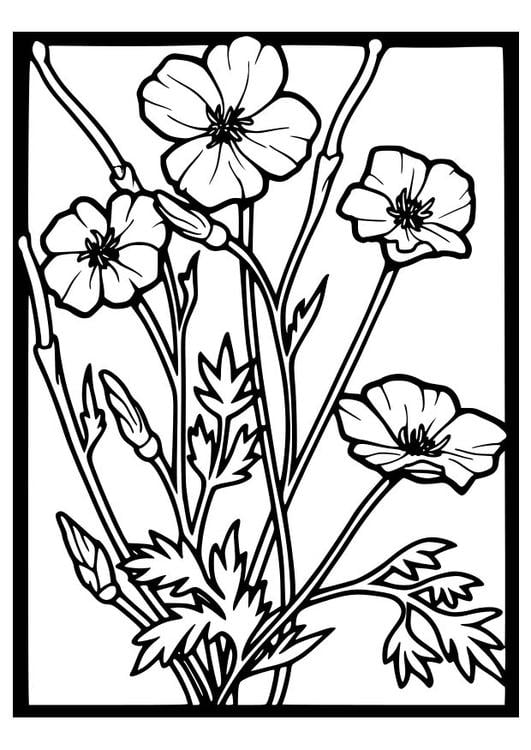 Coloring Page Poppies - free printable coloring pages - Img 18647