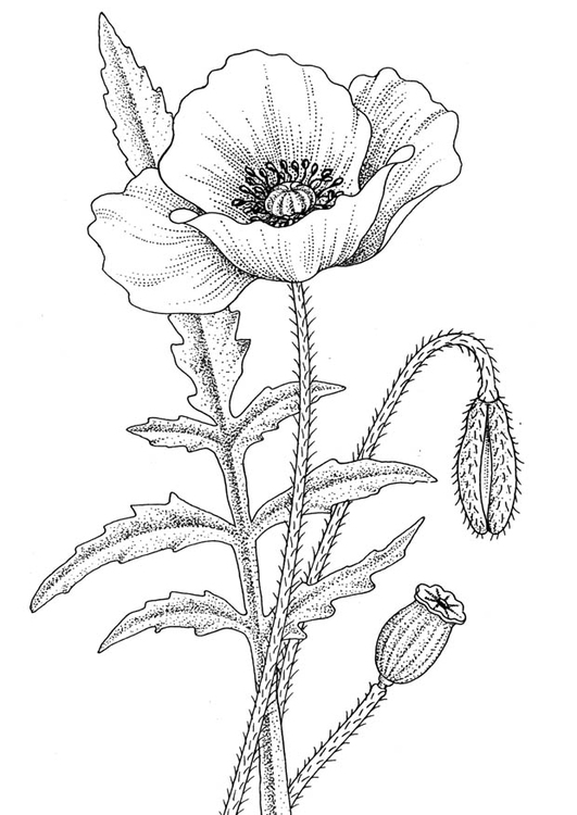 Coloring page poppy