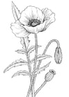 Coloring page poppy