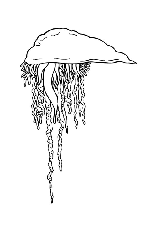 Coloring page Portuguese man-o-war