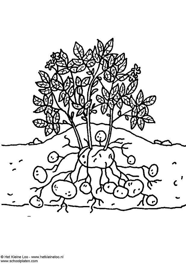 Coloring page potato plant